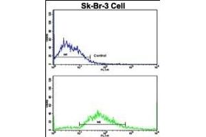 Flow Cytometry (FACS) image for anti-Integrin, alpha X (Complement Component 3 Receptor 4 Subunit) (ITGAX) (AA 1119-1145), (C-Term) antibody (ABIN390974)