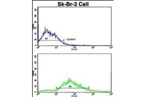 Flow cytometric analysis of SK-Br-3 cells using ITGAX Antibody (C-term)(bottom histogram) compared to a negative control cell (top histogram). (CD11c 抗体  (C-Term))