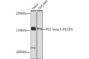 Western blot analysis of extracts of various cell lines, using PLC beta 3 (PLC beta 3 (PLCB3)) Rabbit mAb (ABIN7269346) at 1:1000 dilution. (PLCB3 抗体)