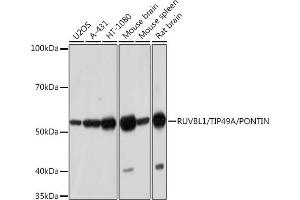 Western blot analysis of extracts of various cell lines, using RUVBL1/TIP49A/PONTIN Rabbit mAb (ABIN7270118) at 1:1000 dilution. (RUVBL1 抗体)