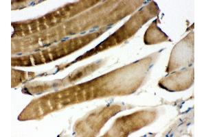 Anti- MEK3 Picoband antibody, IHC(P) IHC(P): Mouse Skeletal Muscle Tissue (MAP2K3 抗体  (C-Term))