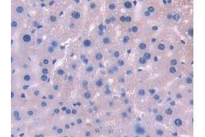 Detection of UMODL1 in Mouse Liver Tissue using Polyclonal Antibody to Uromodulin Like Protein 1 (UMODL1) (UMODL1 抗体  (AA 34-306))