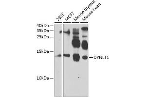Western blot analysis of extracts of various cell lines, using DYNLT1 antibody  at 1:1000 dilution.