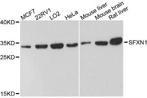 Western blot analysis of extracts of various cell lines, using SFXN1 antibody. (SFXN1 抗体)