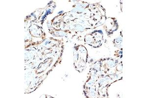 Immunohistochemistry of paraffin-embedded human placenta using PSM Rabbit mAb (ABIN7269597) at dilution of 1:100 (40x lens). (PSMA2 抗体)