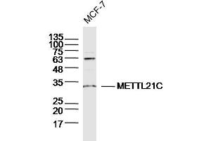 MCF-7 lysates probed with METTL21C Polyclonal Antibody, Unconjugated  at 1:300 dilution and 4˚C overnight incubation. (METTL21C 抗体  (AA 31-130))