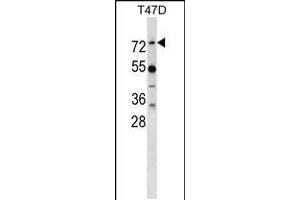 Western blot analysis in T47D cell line lysates (35ug/lane). (MX1 抗体  (AA 409-437))