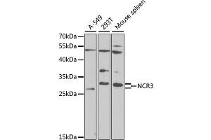 Western blot analysis of extracts of various cell lines, using NCR3 antibody.
