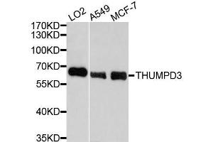 Western blot analysis of extracts of various cell lines, using THUMPD3 antibody. (THUMPD3 抗体  (AA 1-250))