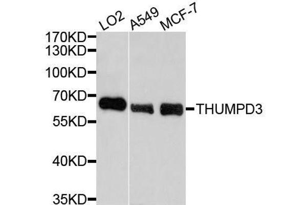 THUMPD3 抗体  (AA 1-250)