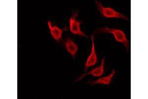 Immunofluorescence (fixed cells) (IF/ICC) image for anti-Nucleolar Protein 3 (Apoptosis Repressor with CARD Domain) (NOL3) (C-Term) antibody (ABIN6260017)