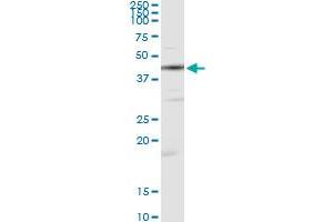 Immunoprecipitation of CKM transfected lysate using anti-CKM monoclonal antibody and Protein A Magnetic Bead , and immunoblotted with CKM MaxPab rabbit polyclonal antibody. (CKM 抗体  (AA 1-381))