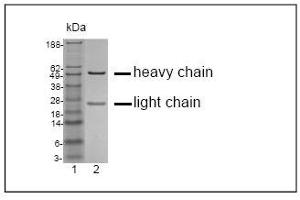 SDS-PAGE analysis of purified GR-3G7 monoclonal antibody.