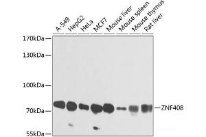 Western blot analysis of extracts of various cell lines using ZNF408 Polyclonal Antibody at dilution of 1:1000. (ZNF408 抗体)