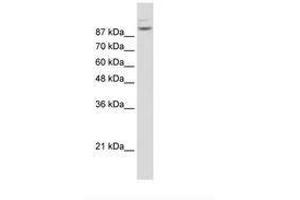 Image no. 3 for anti-Matrin 3 (MATR3) (N-Term) antibody (ABIN203258) (MATR3 抗体  (N-Term))