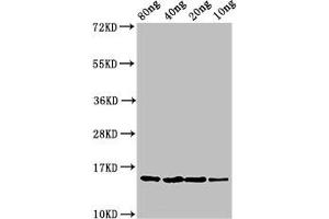 Western Blot Positive WB detected in Recombinant protein All lanes: yebF antibody at 2. (YebF (AA 22-118) 抗体)