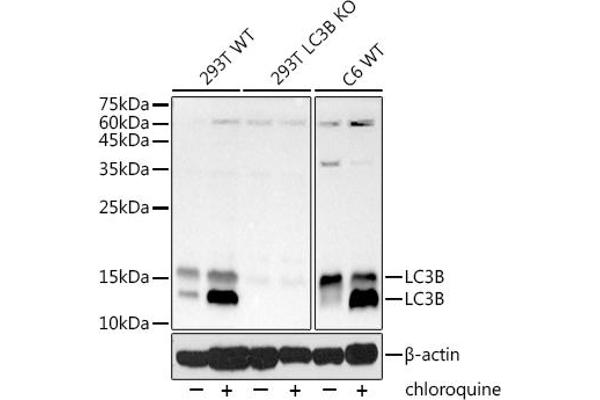 LC3B 抗体