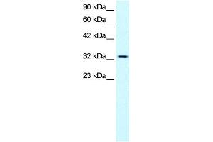WB Suggested Anti-SNAPC2 Antibody Titration:  0. (SNAPC2 抗体  (Middle Region))