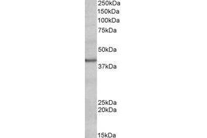 Western Blotting (WB) image for anti-POU Domain, Class 4, Transcription Factor 3 (POU4F3) (AA 256-267) antibody (ABIN793128) (POU4F3 抗体  (AA 256-267))