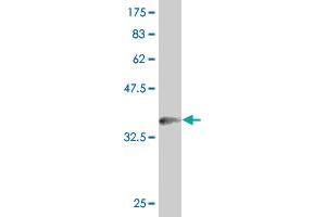 Western Blot detection against Immunogen (36. (PHF1 抗体  (AA 2-100))