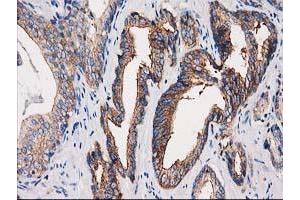 Image no. 3 for anti-Protein Kinase C and Casein Kinase Substrate in Neurons 3 (PACSIN3) antibody (ABIN1500007) (PACSIN3 抗体)