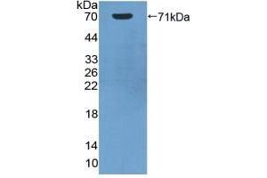 Detection of Recombinant HSPA1A, Human using Polyclonal Antibody to Heat Shock 70 kDa Protein 1A (HSPA1A) (HSP70 1A 抗体  (AA 1-641))