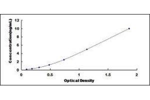 Dual Specificity Phosphatase 5 (DUSP5) ELISA Kit