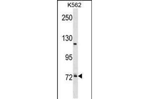 Western blot analysis in K562 cell line lysates (35ug/lane). (PRPF39 抗体  (C-Term))