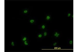 Immunofluorescence of monoclonal antibody to GATA2 on HeLa cell. (GATA2 抗体  (AA 1-102))