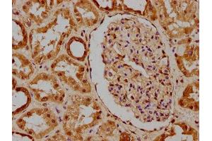 IHC image of ABIN7169084 diluted at 1:300 and staining in paraffin-embedded human kidney tissue performed on a Leica BondTM system. (PKN3 抗体  (AA 1-252))