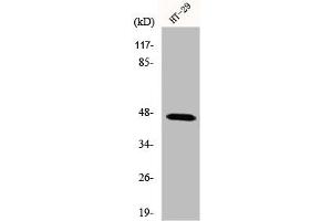 Western Blot analysis of COS7 cells using IPMK Polyclonal Antibody (IPMK 抗体  (C-Term))