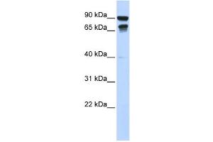 Western Blotting (WB) image for anti-Male-Specific Lethal 3 Homolog (MSL3) antibody (ABIN2458439) (MSL3 抗体)