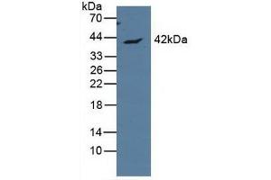 Western blot analysis of Human MCF7 Cells. (APOL1 抗体  (AA 1-238))