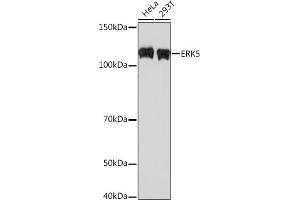 Western blot analysis of extracts of various cell lines, using ERK5 Rabbit mAb (ABIN1680723, ABIN3018327, ABIN3018328 and ABIN7101595) at 1:500 dilution. (MAPK7 抗体)