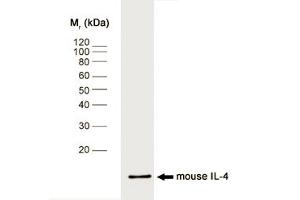 Western blot analysis of mouse IL-4 recombinant protein probed with RAT ANTI MOUSE INTERLEUKIN-4 (ABIN118404) followed by F(ab')2 RABBIT ANTI RAT IgG:HRP