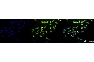 Immunocytochemistry/Immunofluorescence analysis using Mouse Anti-Hsc70 (Hsp73) Monoclonal Antibody, Clone 1F2-H5 . (Hsc70 抗体  (Biotin))