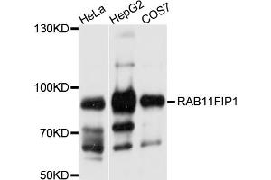 Western blot analysis of extracts of various cell lines, using RAB11FIP1 antibody.
