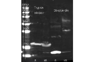 Rabbit anti Streptavidin (200-4195 lot 23495) and Biotin conjugated Rabbit anti-trypsin inhibitor antibody (200-4679 lot 6594) were used to detect target proteins Trypsin Inhibitor (left) and Streptavidin (right) under reducing (R) and non-reducing (NR) conditions. (Streptavidin 抗体  (FITC))
