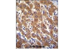 IRGM Antibody (C-term) (ABIN655080 and ABIN2844712) immunohistochemistry analysis in formalin fixed and paraffin embedded human liver tissue followed by peroxidase conjugation of the secondary antibody and DAB staining. (IRGM 抗体  (C-Term))