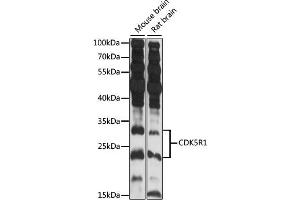 Western blot analysis of extracts of various cell lines, using CDK5R1 antibody (ABIN7266592) at 1:3000 dilution. (CDK5R1 抗体  (AA 99-307))