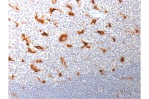 Formalin-fixed, paraffin-embedded human Tonsil stained with CD68 Mouse Monoclonal Antibody (LAMP4/1830). (CD68 抗体  (AA 150-301))