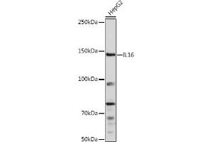 Western blot analysis of extracts of HepG2 cells, using IL16 Rabbit pAb (ABIN3022506, ABIN3022507, ABIN3022508 and ABIN6218865) at 1:1000 dilution. (IL16 抗体  (AA 1-305))