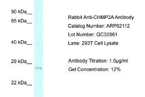 Western Blotting (WB) image for anti-Charged Multivesicular Body Protein 2A (CHMP2A) (C-Term) antibody (ABIN970394) (CHMP2A 抗体  (C-Term))