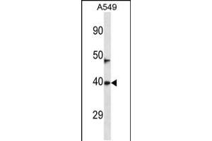 Western blot analysis in A549 cell line lysates (35ug/lane). (NEURL3 抗体  (C-Term))
