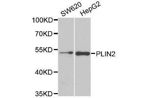 Western blot analysis of extracts of various cell lines, using PLIN2 antibody. (ADRP 抗体  (AA 168-437))