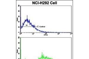Flow cytometric analysis of NCI- cells using Cyclin E1 Antibody (C-term)(bottom histogram) compared to a negative control cell (top histogram). (Cyclin E1 抗体  (C-Term))