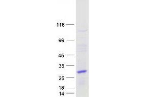 Western Blotting (WB) image for Protein Tyrosine Phosphatase Type IVA, Member 3 (PTP4A3) (Transcript Variant 1) protein (Myc-DYKDDDDK Tag) (ABIN2729655)