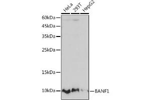 Western blot analysis of extracts of various cell lines, using B Rabbit mAb (ABIN7265826) at 1:1000 dilution. (BANF1 抗体)