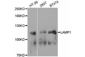 Western blot analysis of extracts of various cell lines, using LAMP1 antibody. (LAMP1 抗体  (AA 80-280))