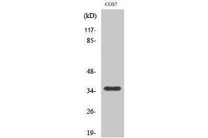 Western Blotting (WB) image for anti-Olfactory Receptor, Family 10, Subfamily S, Member 1 (OR10S1) (Internal Region) antibody (ABIN3176474) (OR10S1 抗体  (Internal Region))